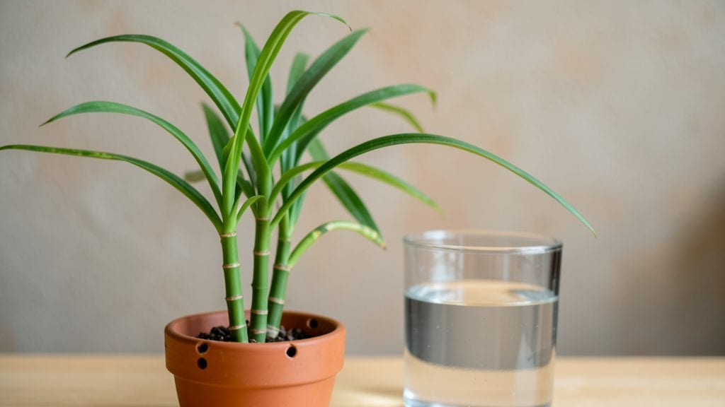 Black Bamboo Planting: Fast-Growing Privacy Screen in 3 Years
